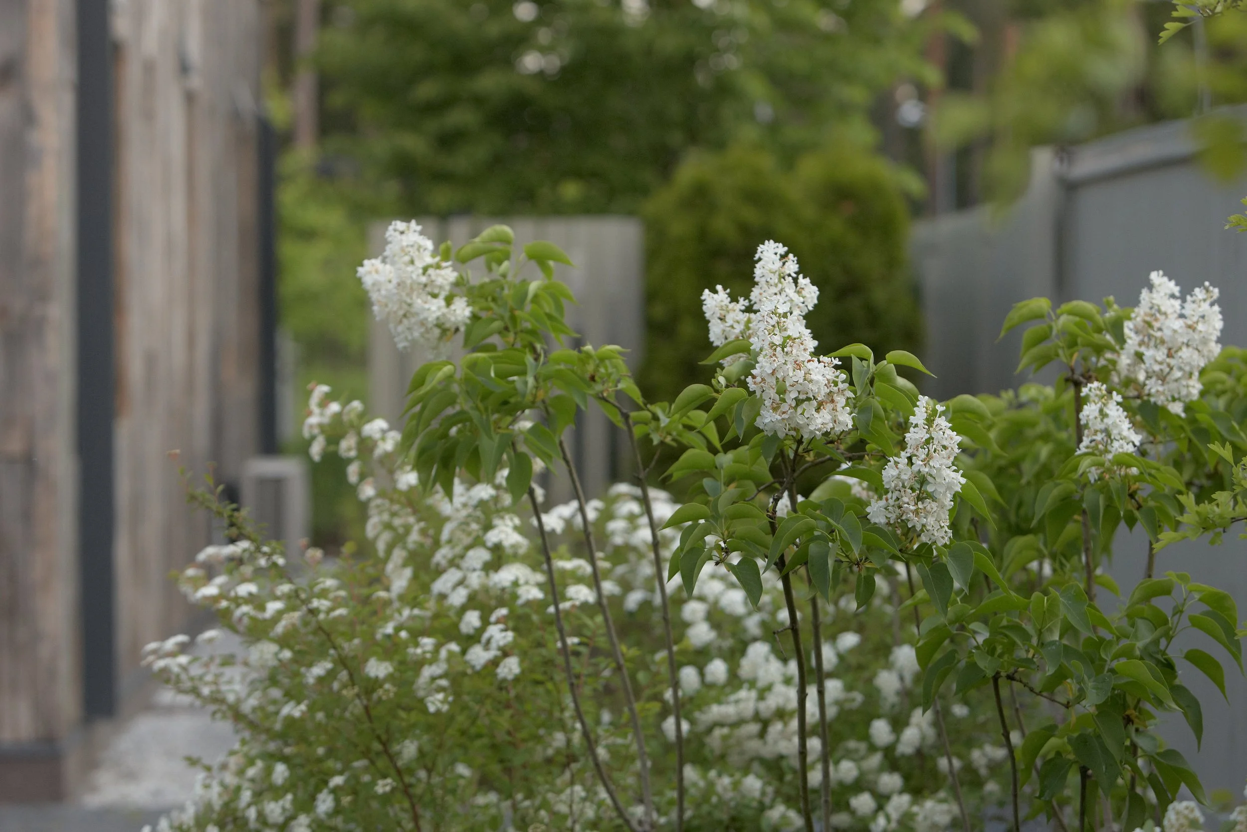 Bay of Finland Garden