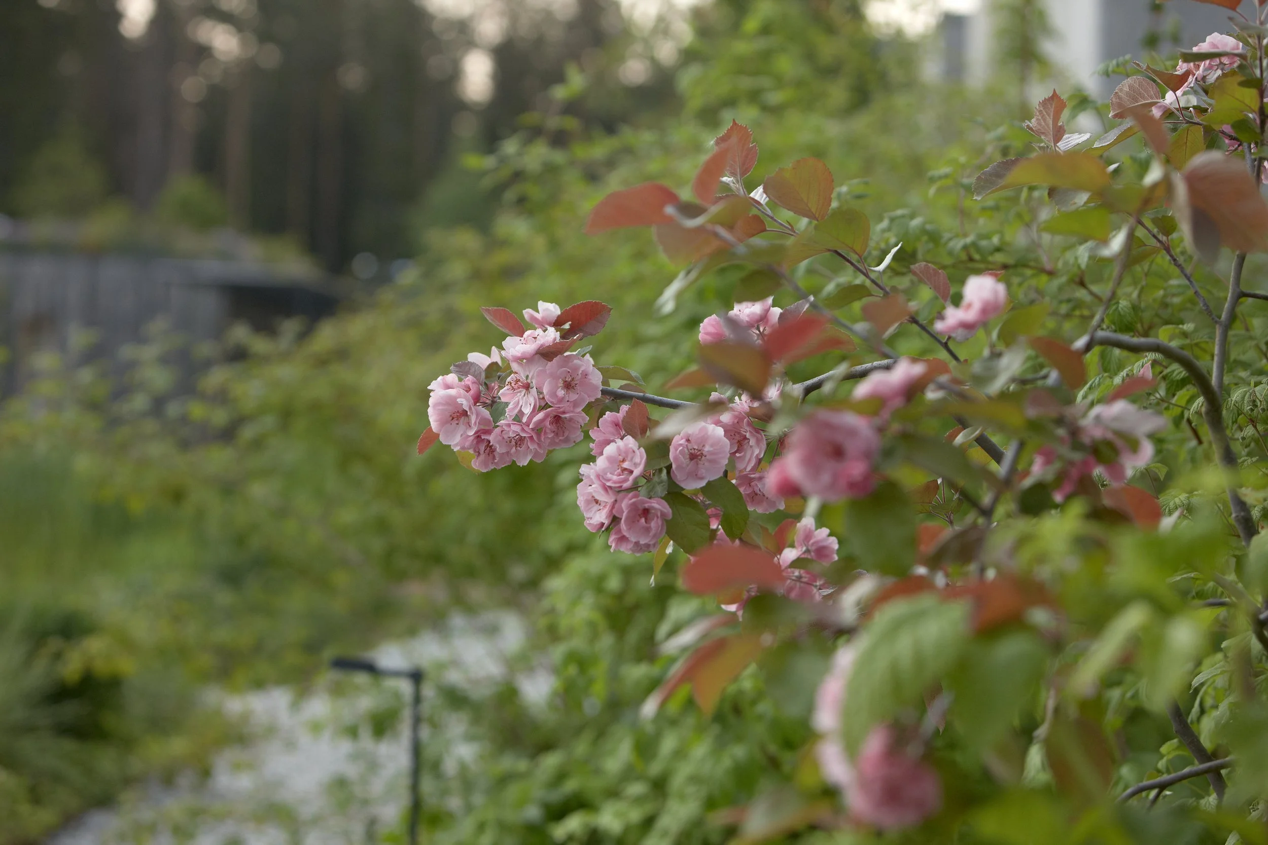 Bay of Finland Garden