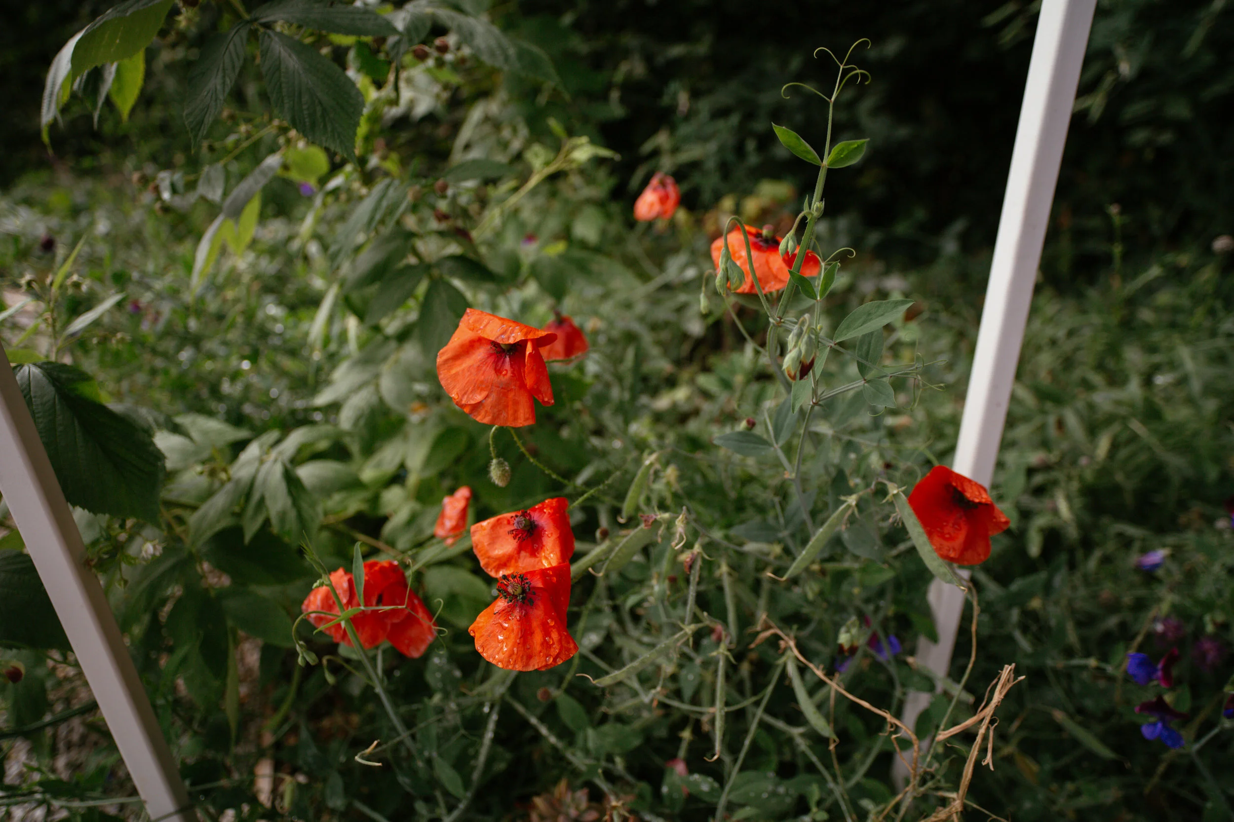 Chaumont sur Loire Festival