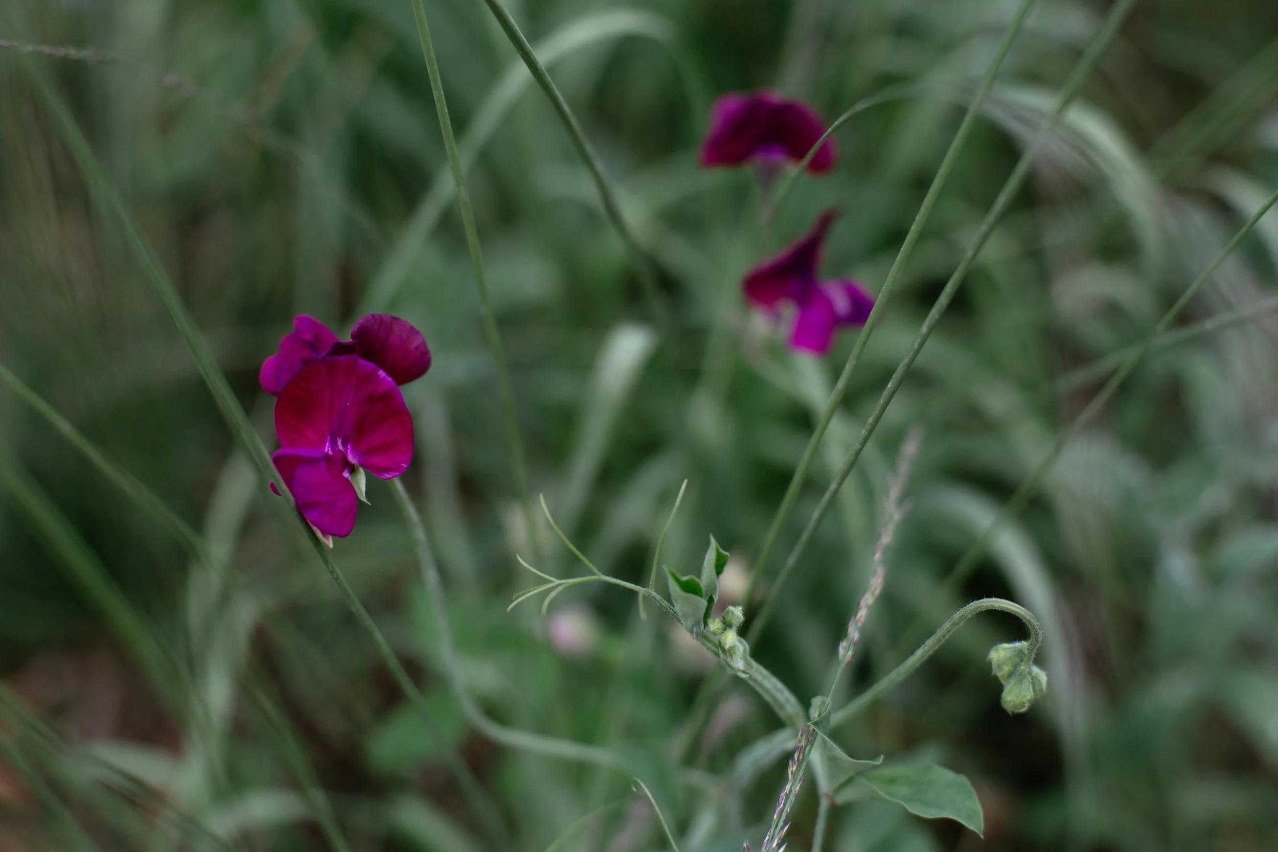 Chaumont sur Loire Festival