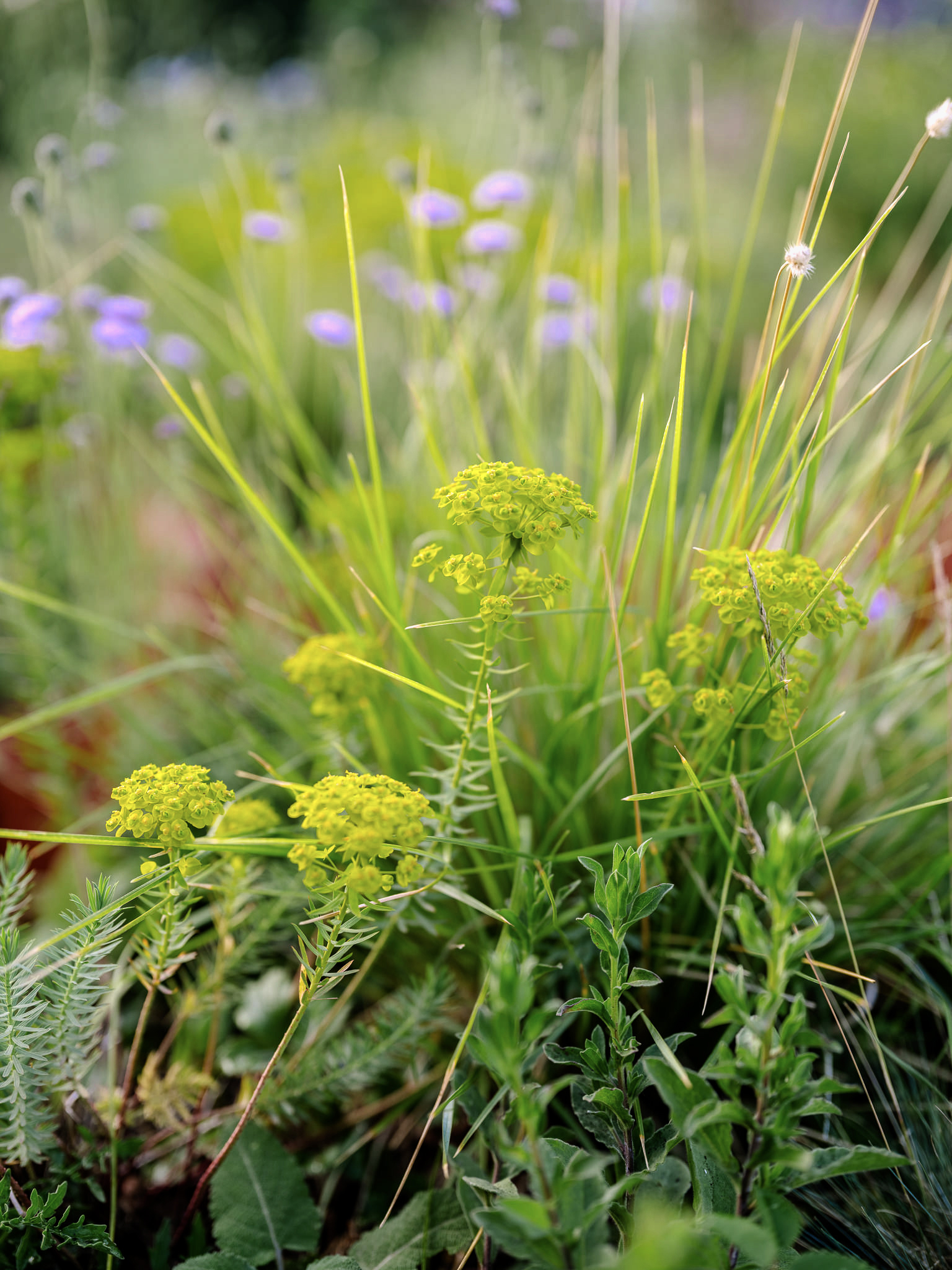 Bay of Finland Garden