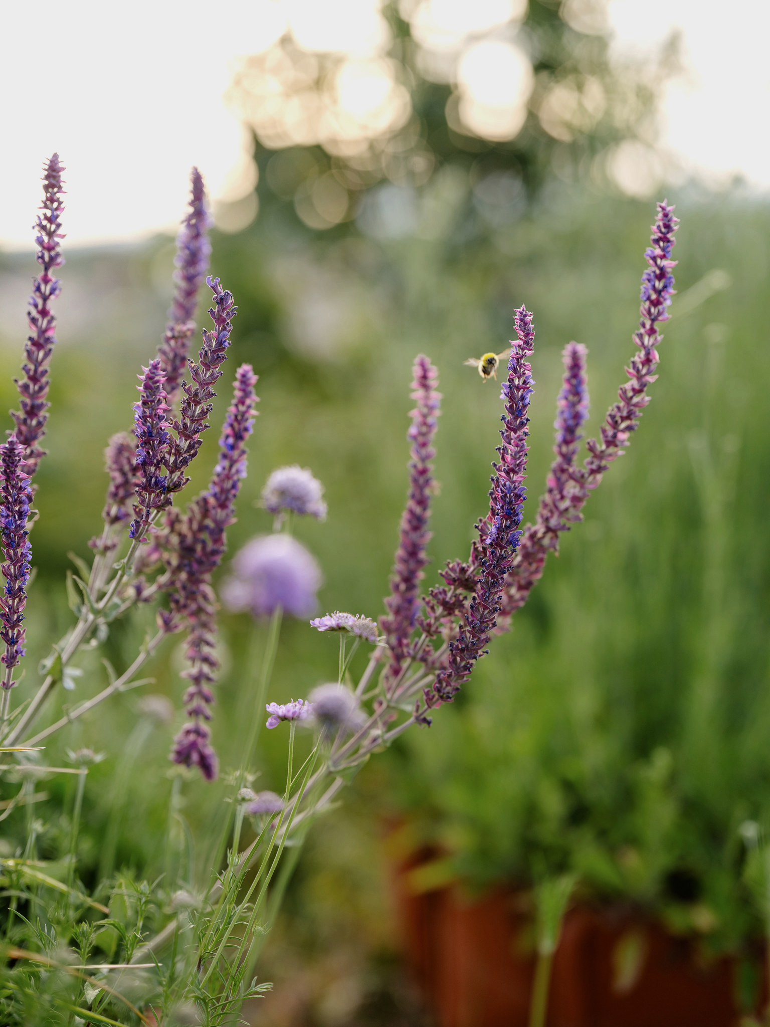 Bay of Finland Garden