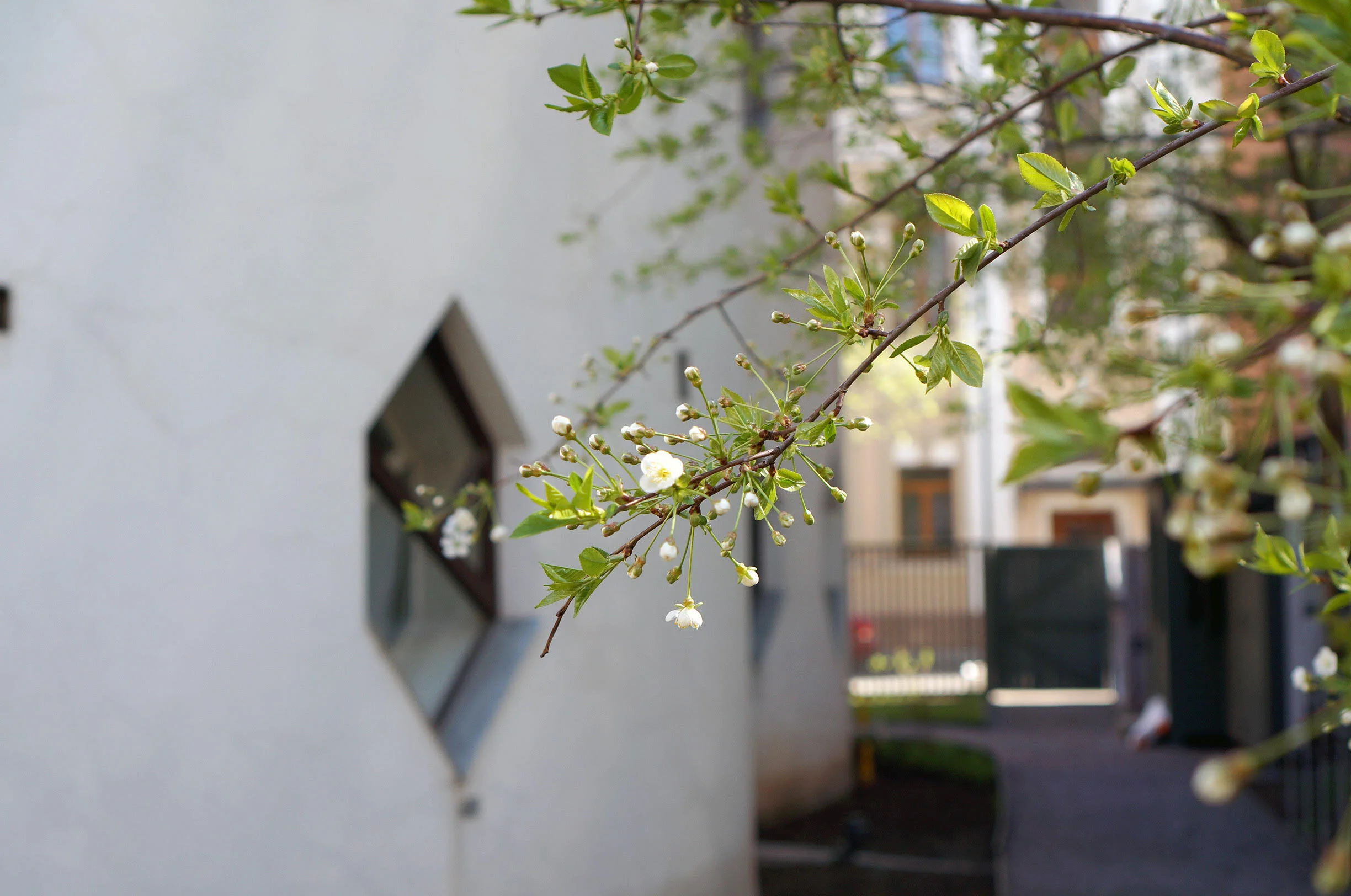 Melnikovs' House Garden