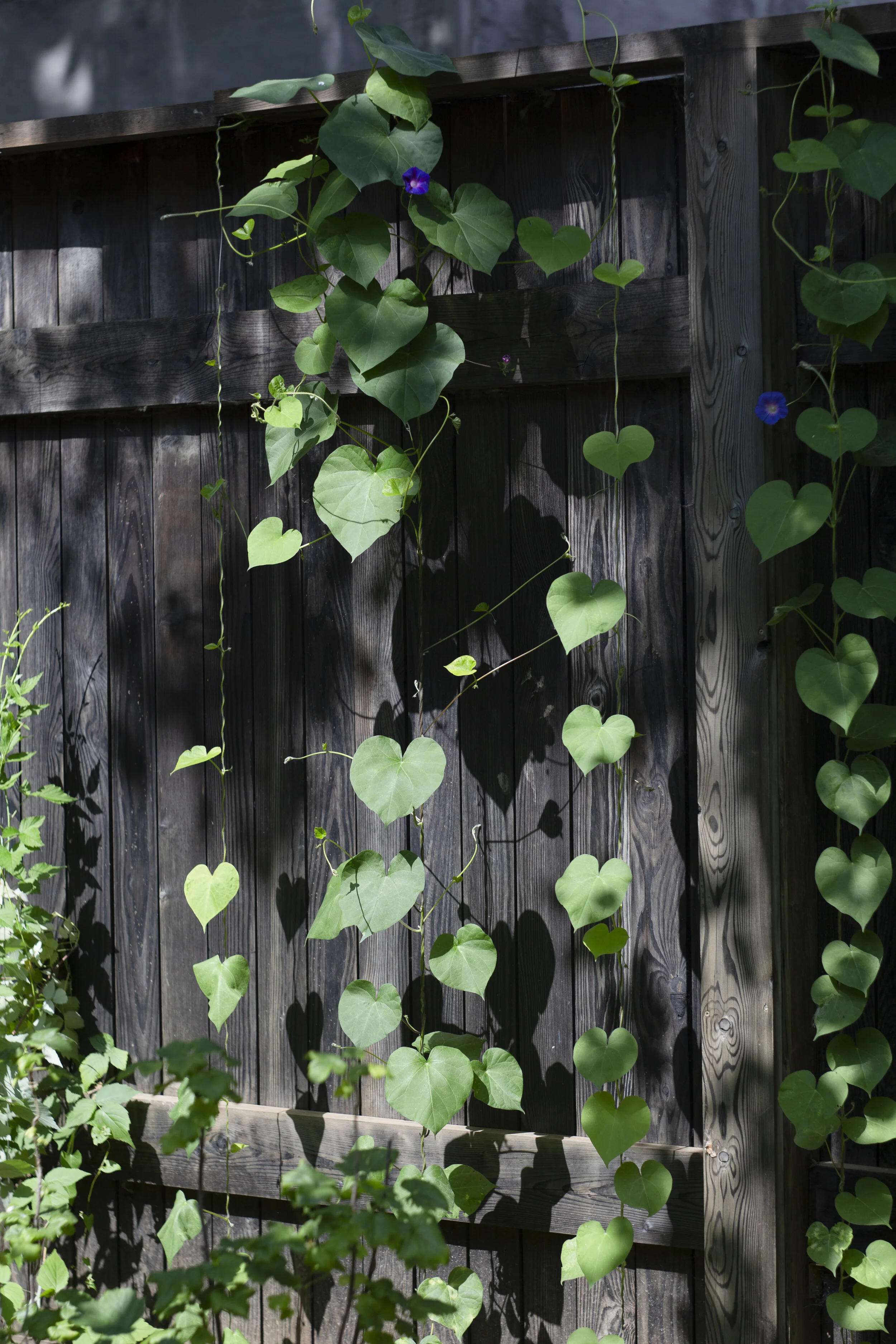Melnikovs' House Garden