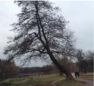 The Garage Museum Forest
