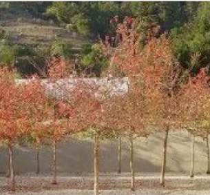 The Garage Museum Forest