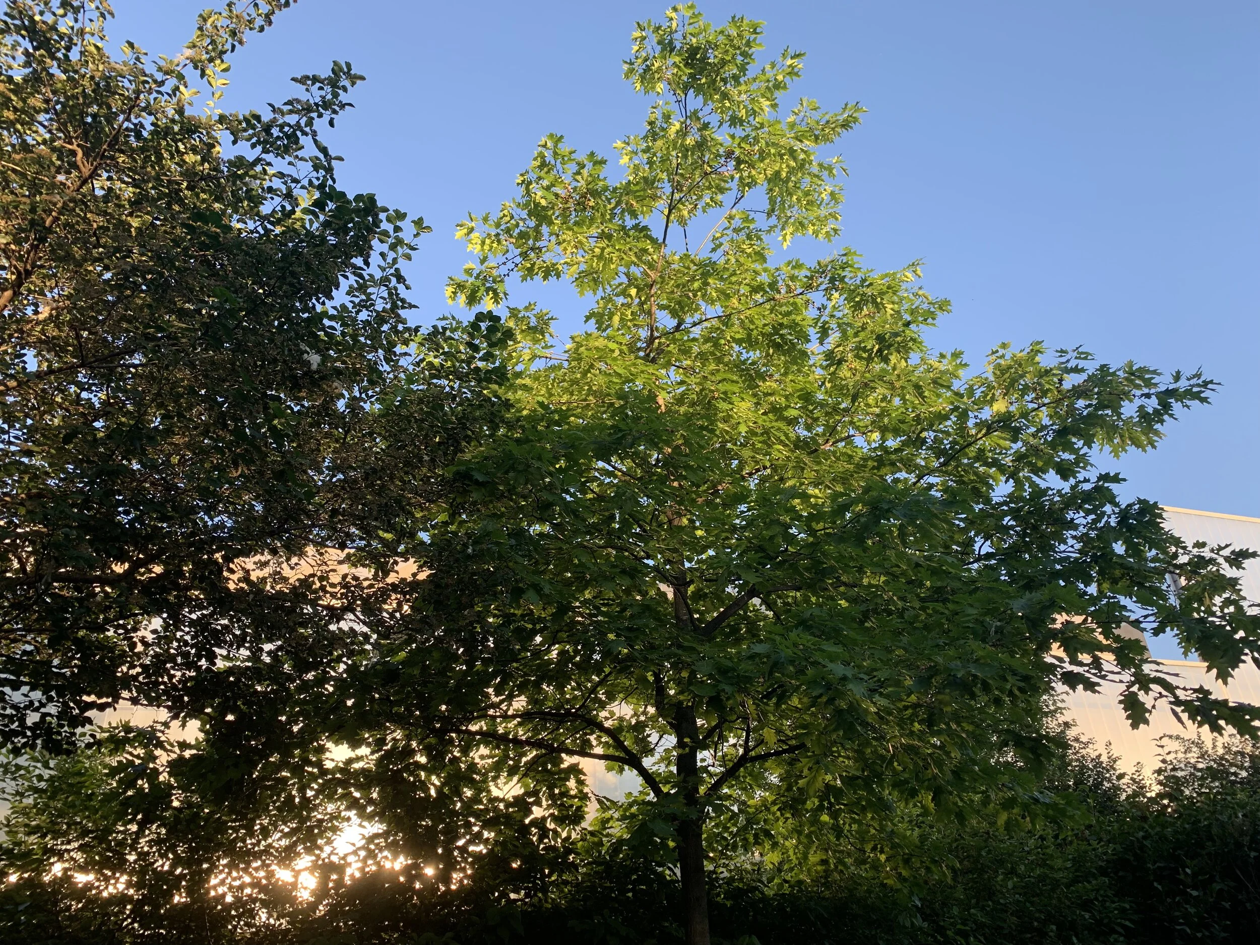 The Garage Museum Forest